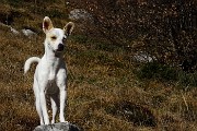 Autunnale in CIMA MENNA da Zorzone con discesa dal Chignol d’Arale il 19 novembre 2015  - FOTOGALLERY